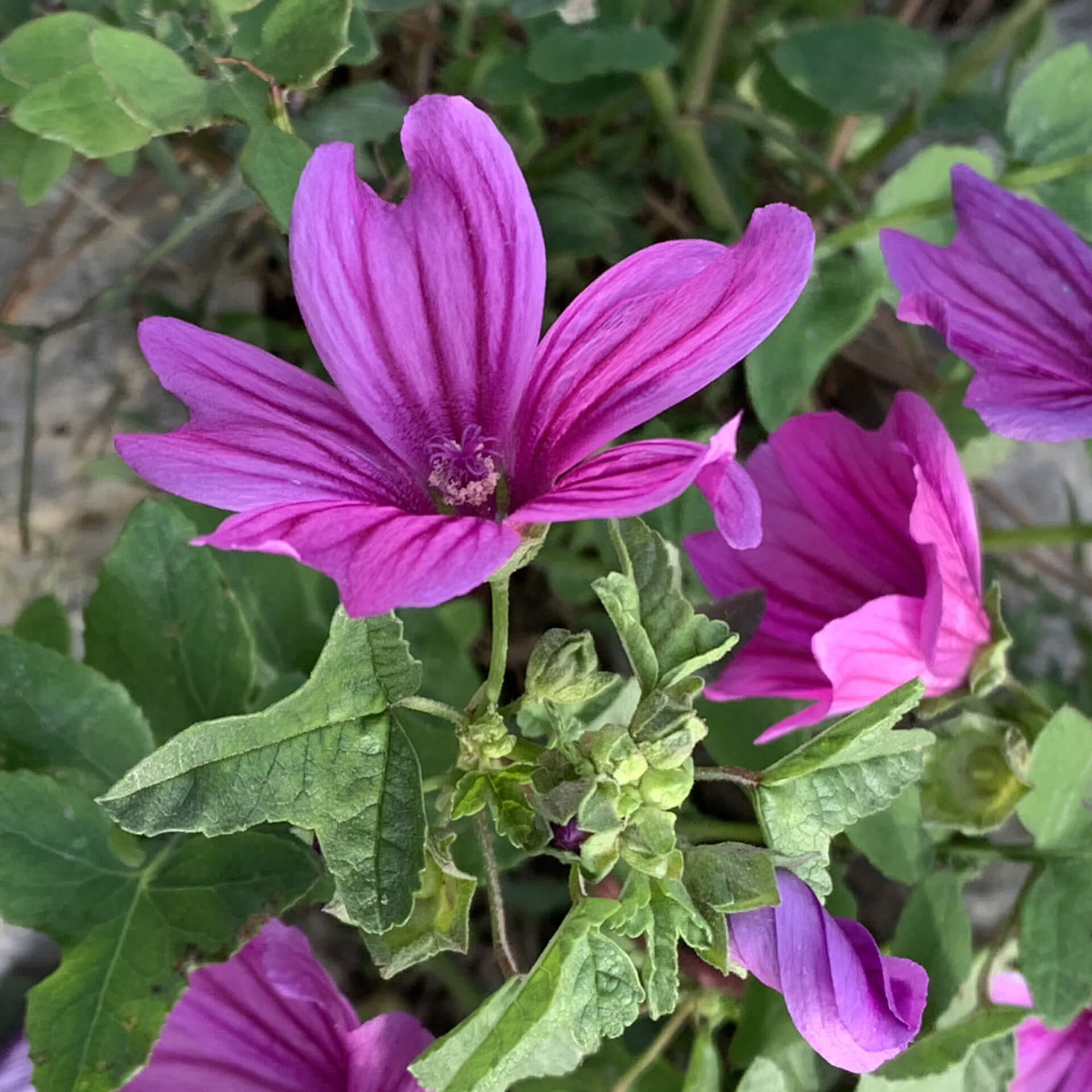 Mauve sylvestre ou Grande mauve | Melisse et Camomille