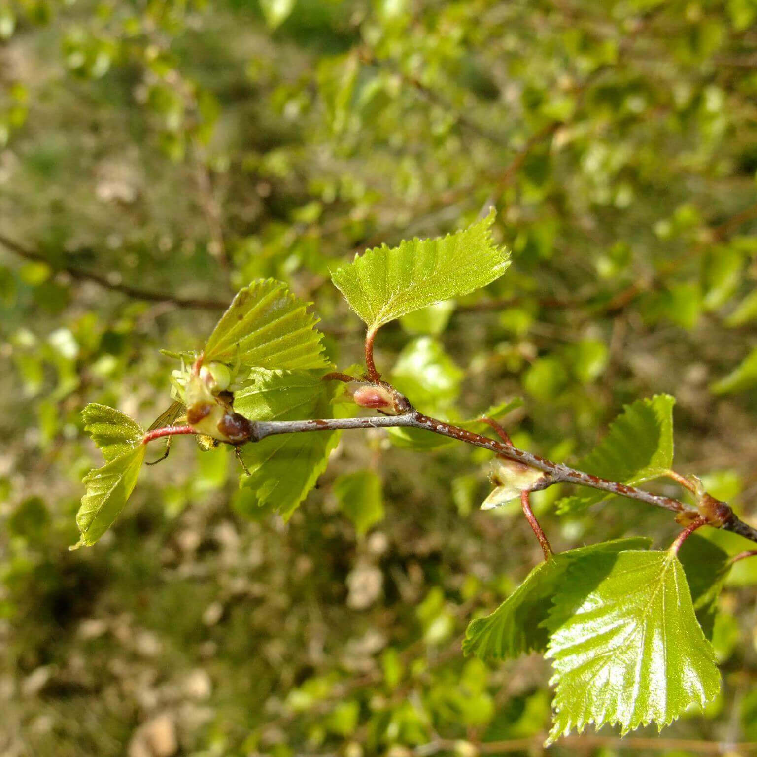 Bouleau | Melisse et Camomille
