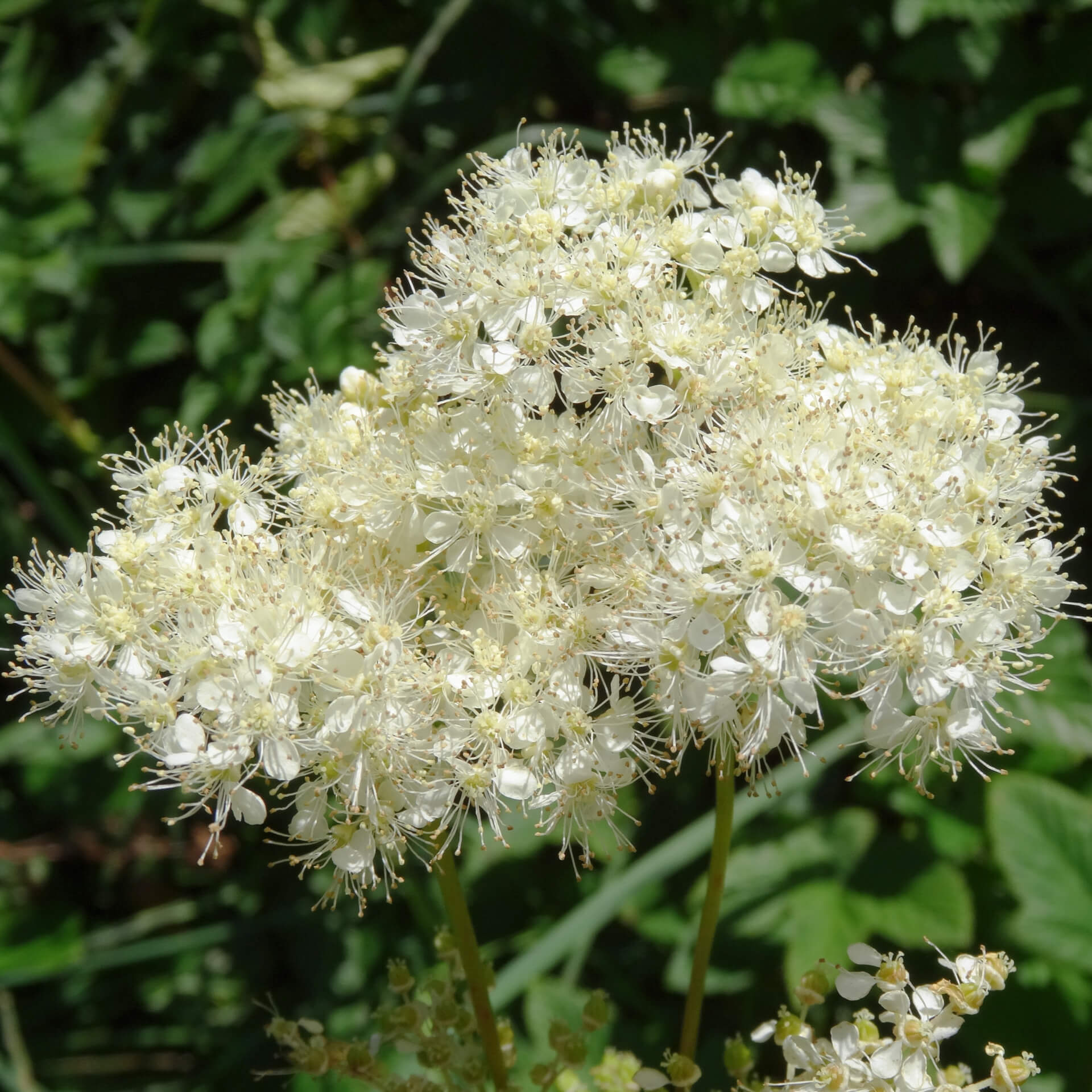 Reine des prés | Melisse et Camomille
