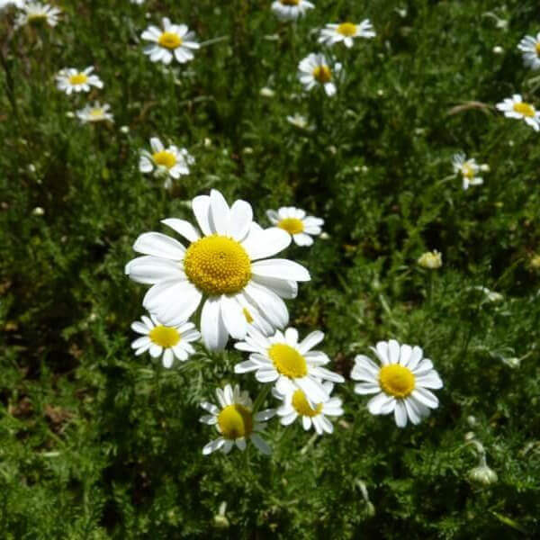 La Camomille Romaine | Melisse et Camomille