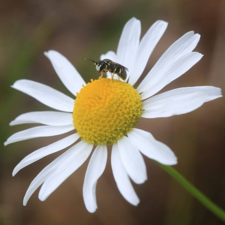 Camomille matricaire | Melisse et Camomille