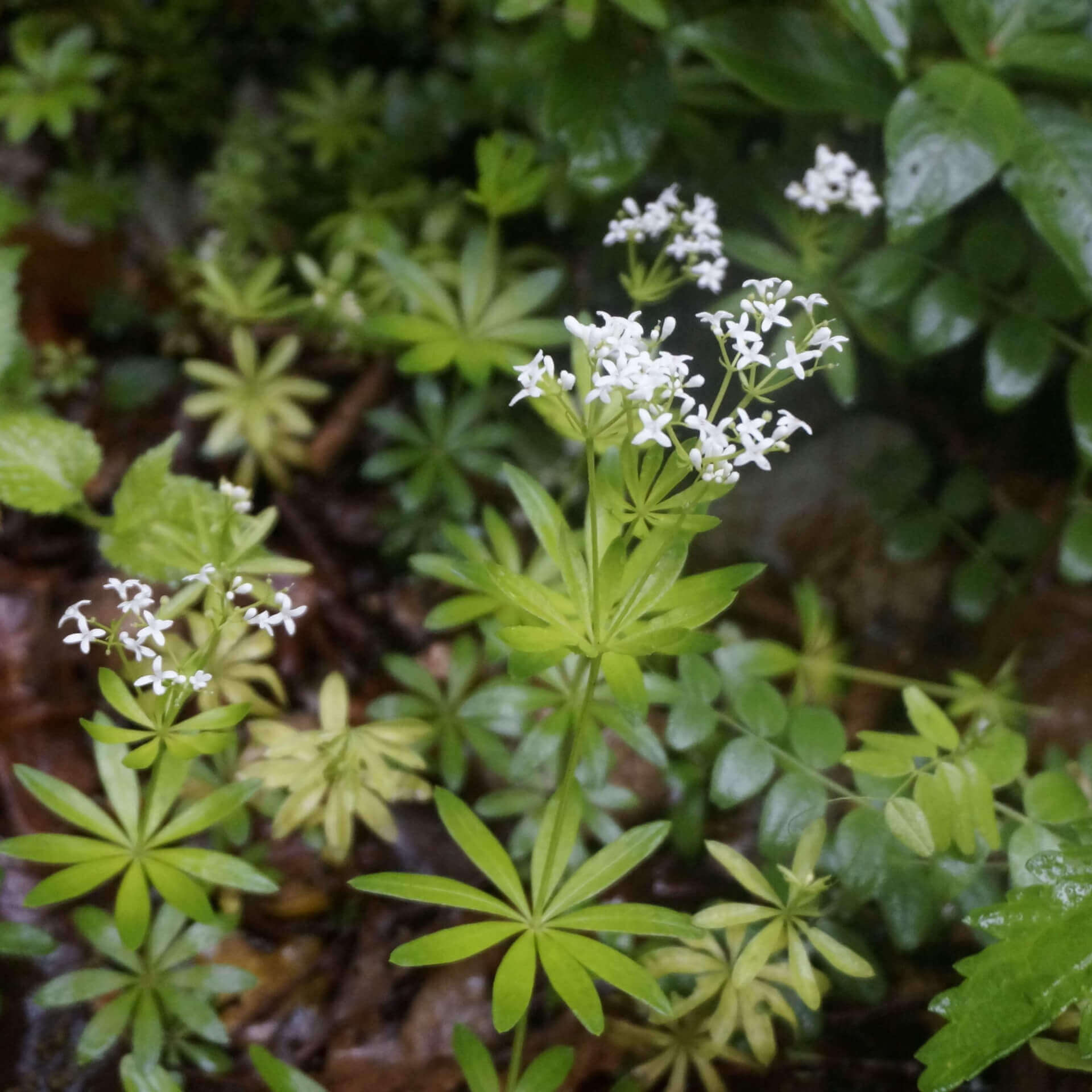Aspérule odorante | Melisse et Camomille