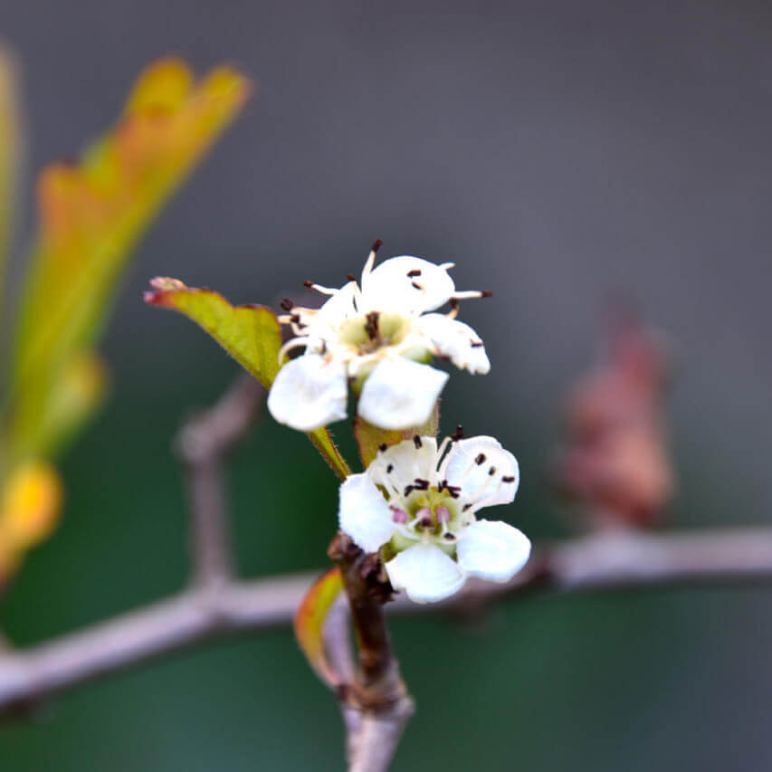 Aubépine | Melisse et Camomille