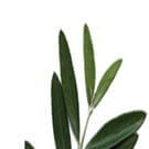 Dossier. Réflexions sur les révolutions arabes | Babelmed