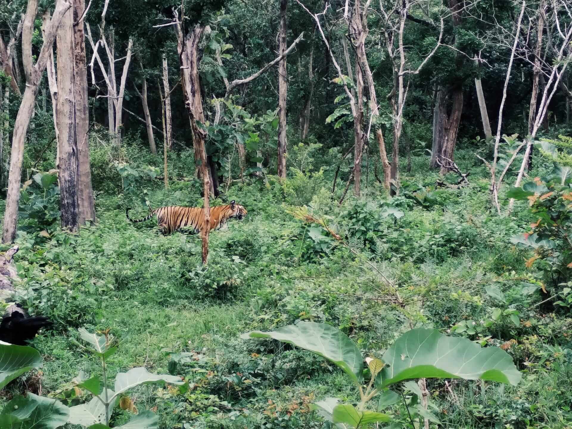 India 2019 - Tijger van Ooty | Edukado