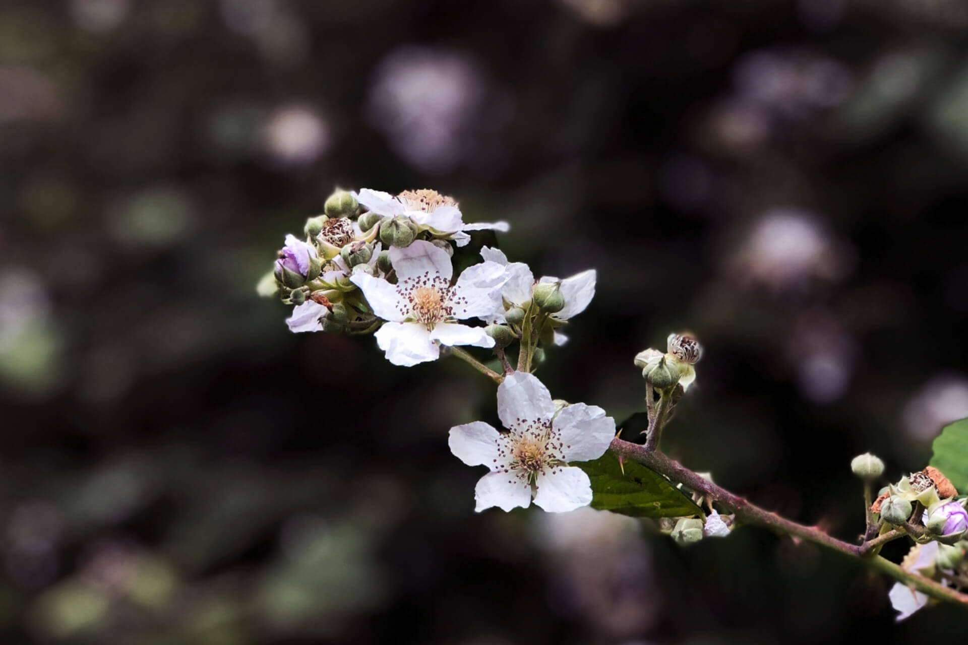 Melisse et Camomille