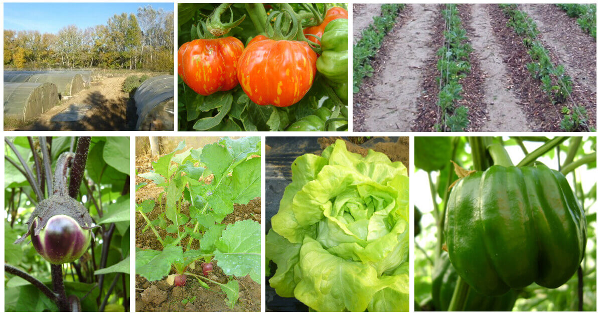 Table ronde "Aide alimentaire et agriculture locale" | Vivant·e !