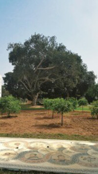 La primavera tunisina sboccia a Torino | Babelmed