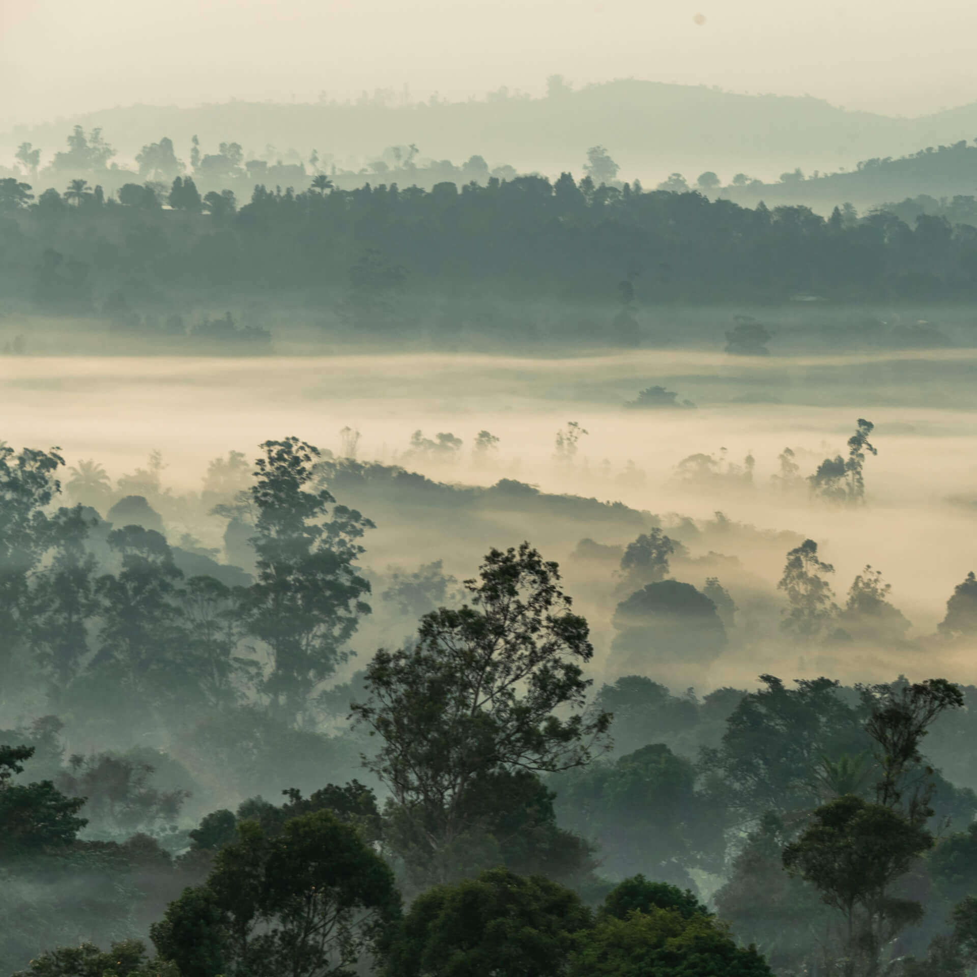 APPUI à la Gestion intégrée des paysages de mangroves | Appui aux Initiatives de Développement - AIDE Cameroun