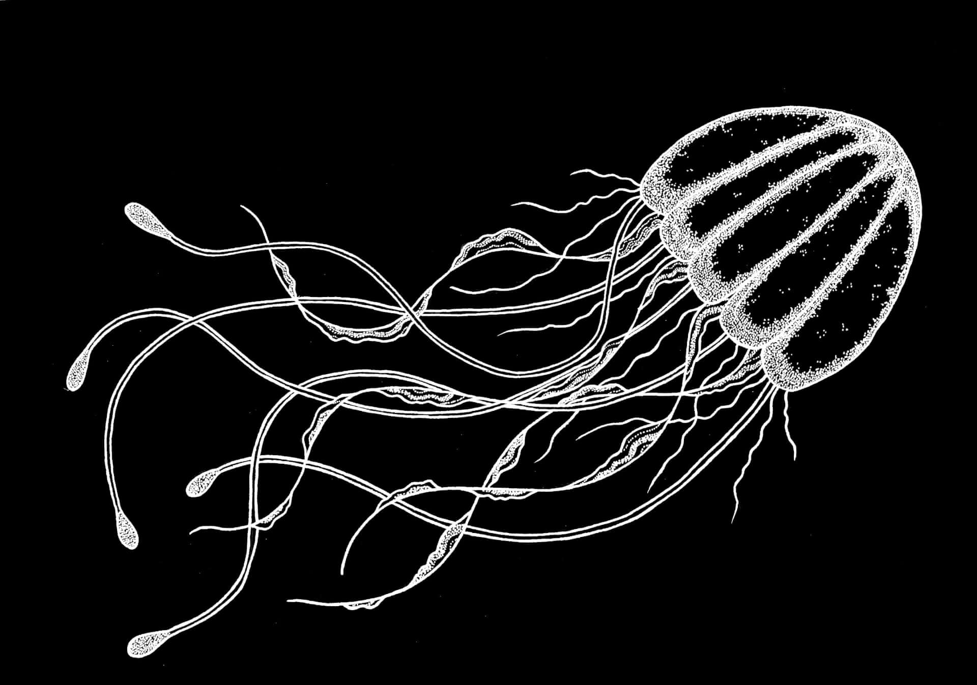 Bioluminescence | Kumo