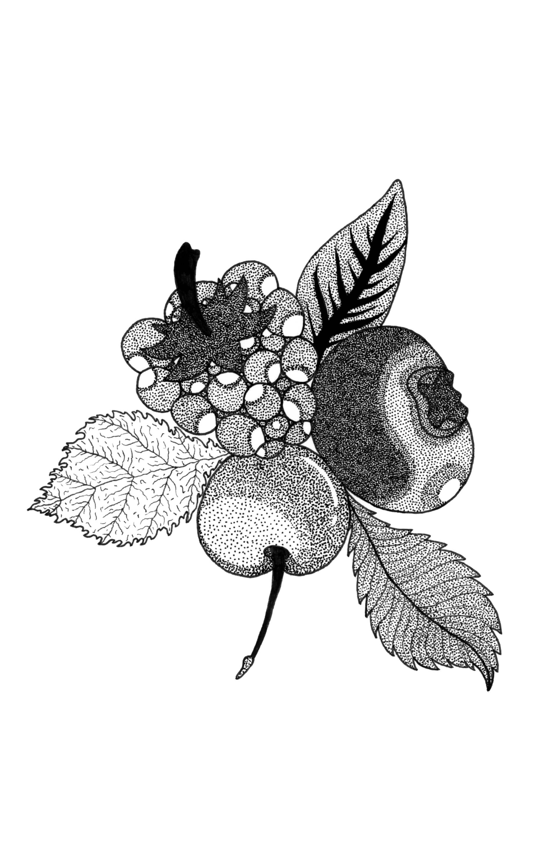 Fruits rouges | Kumo