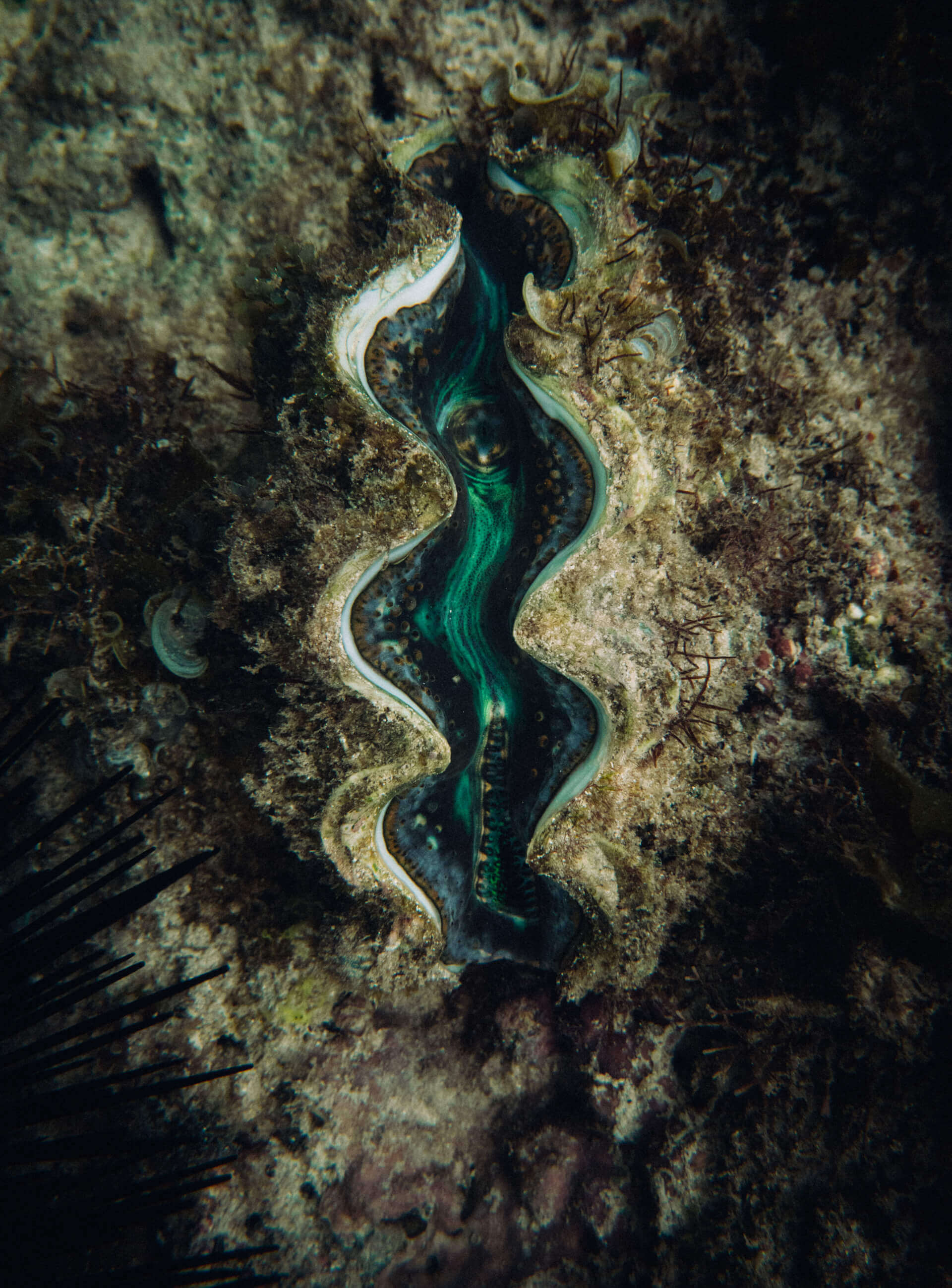 SENSUAL | ALEXANDRE JAMIN