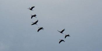 Nous tous | Babelmed