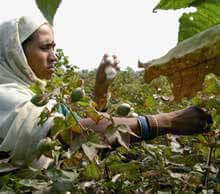 Caught in a Dirty Business | Babelmed