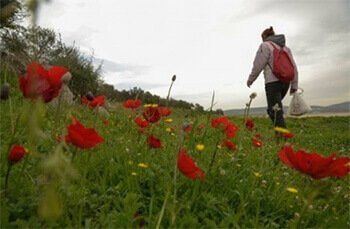 La Palestine à pieds | Babelmed