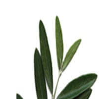 Considérations | Babelmed