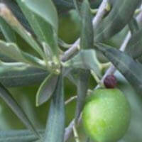 Les origines | Babelmed