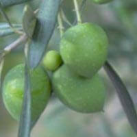 La démocratie | Babelmed