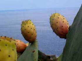 La cuisine arabo-sicilienne et le pasticcio de Mohammed ibn Timnah | Babelmed