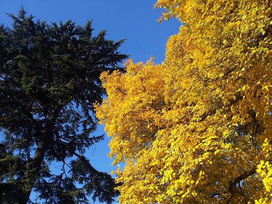La chronique du blédard : Cœurs de grenades | Babelmed