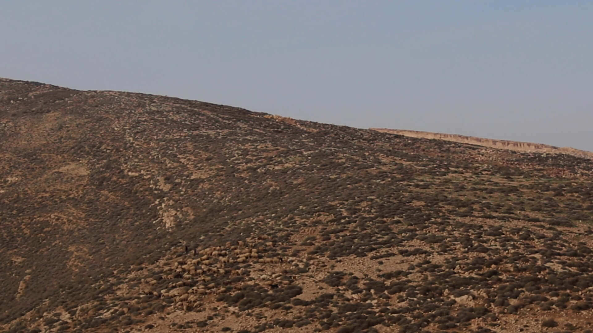 We Have Always Known the Wind's Direction | Festival Ciné-Palestine - FCP