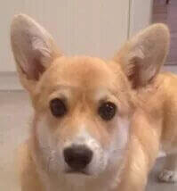 Miss | FCAPI - France Chiens d'Assitance Personnalisé et indidualisé