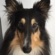 Maïdja | FCAPI - France Chiens d'Assitance Personnalisé et indidualisé