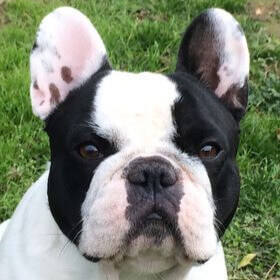 Rhett | FCAPI - France Chiens d'Assitance Personnalisé et indidualisé