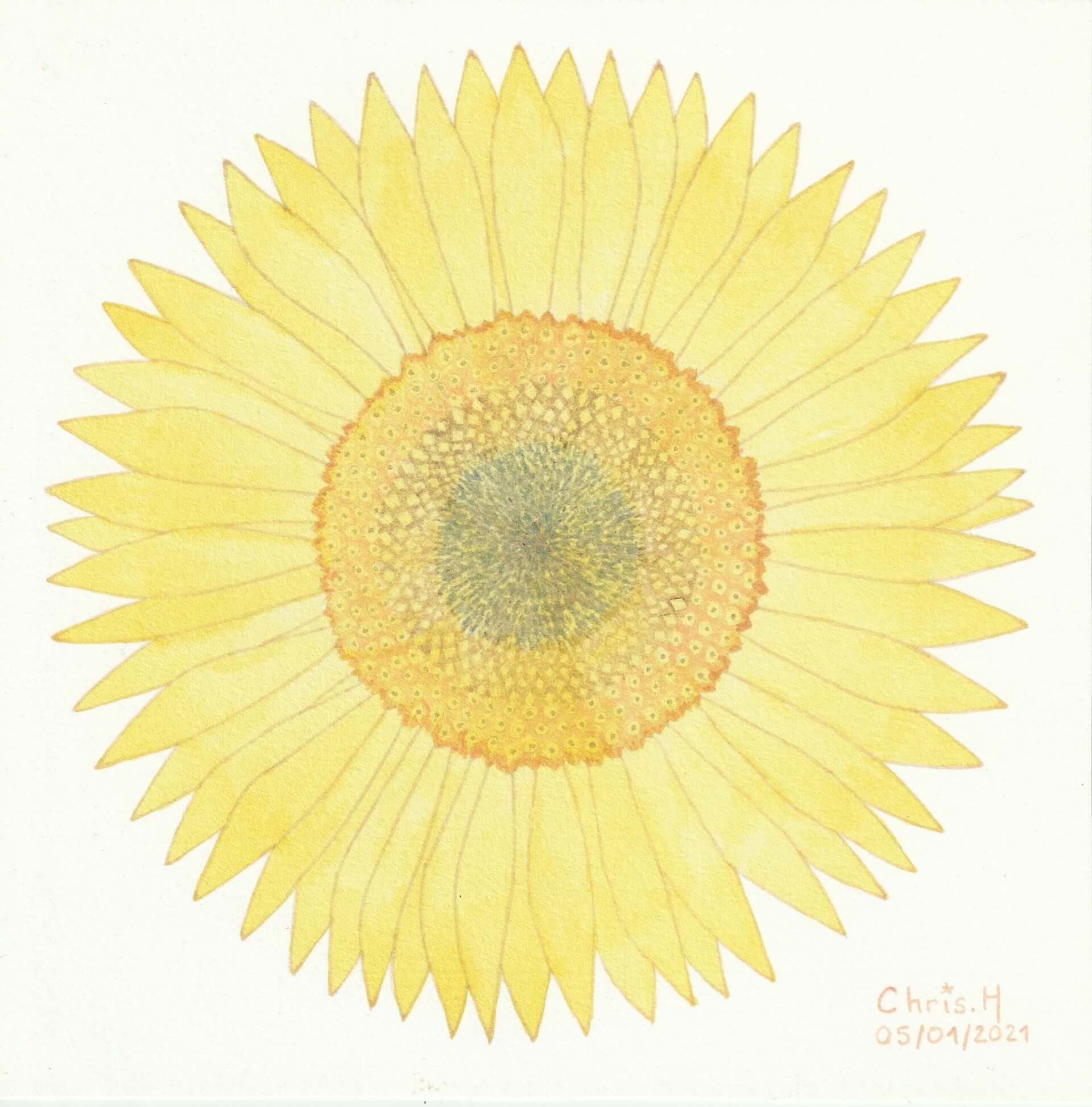 Tournesol | christophe-henry