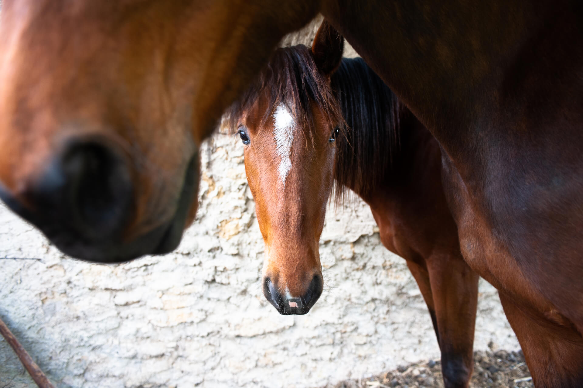 La Ferme thérapeutique La Consoude