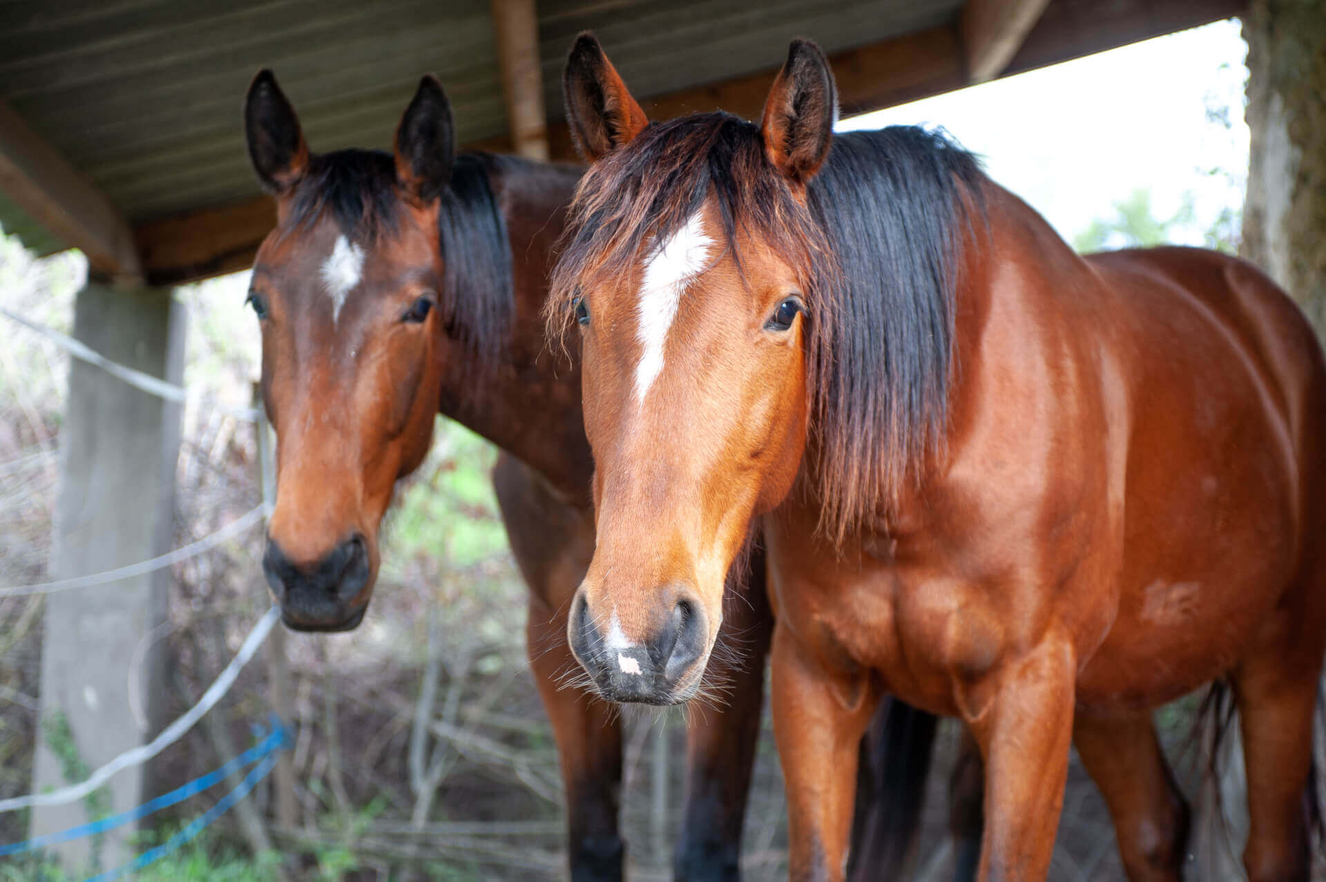 La Ferme thérapeutique La Consoude