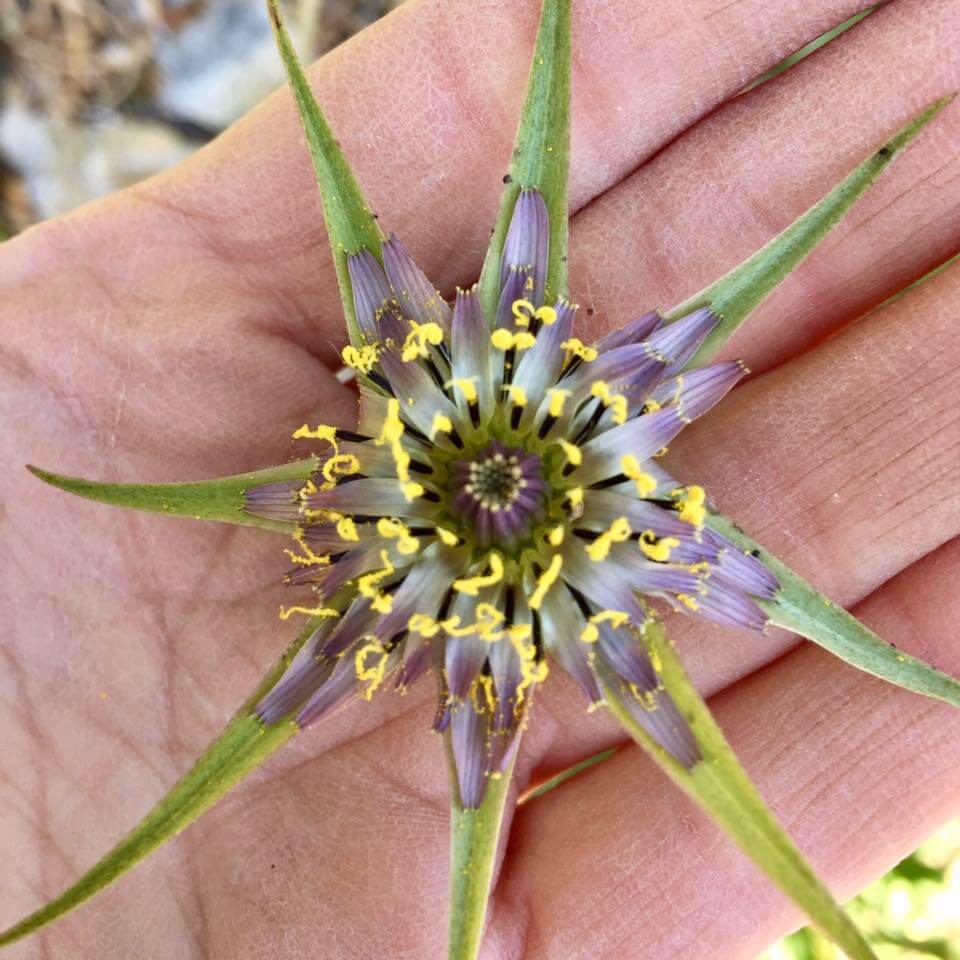 La part sauvage | Vivant·e !