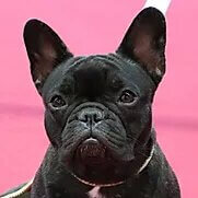 Leïa | FCAPI - France Chiens d'Assitance Personnalisé et indidualisé