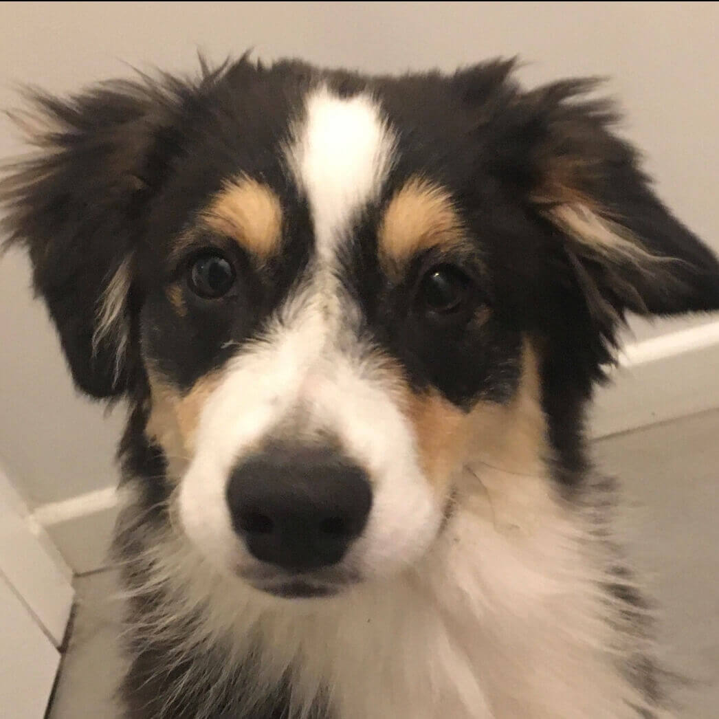 Sookie | FCAPI - France Chiens d'Assitance Personnalisé et indidualisé