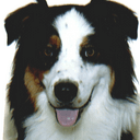 Pilou | FCAPI - France Chiens d'Assitance Personnalisé et indidualisé