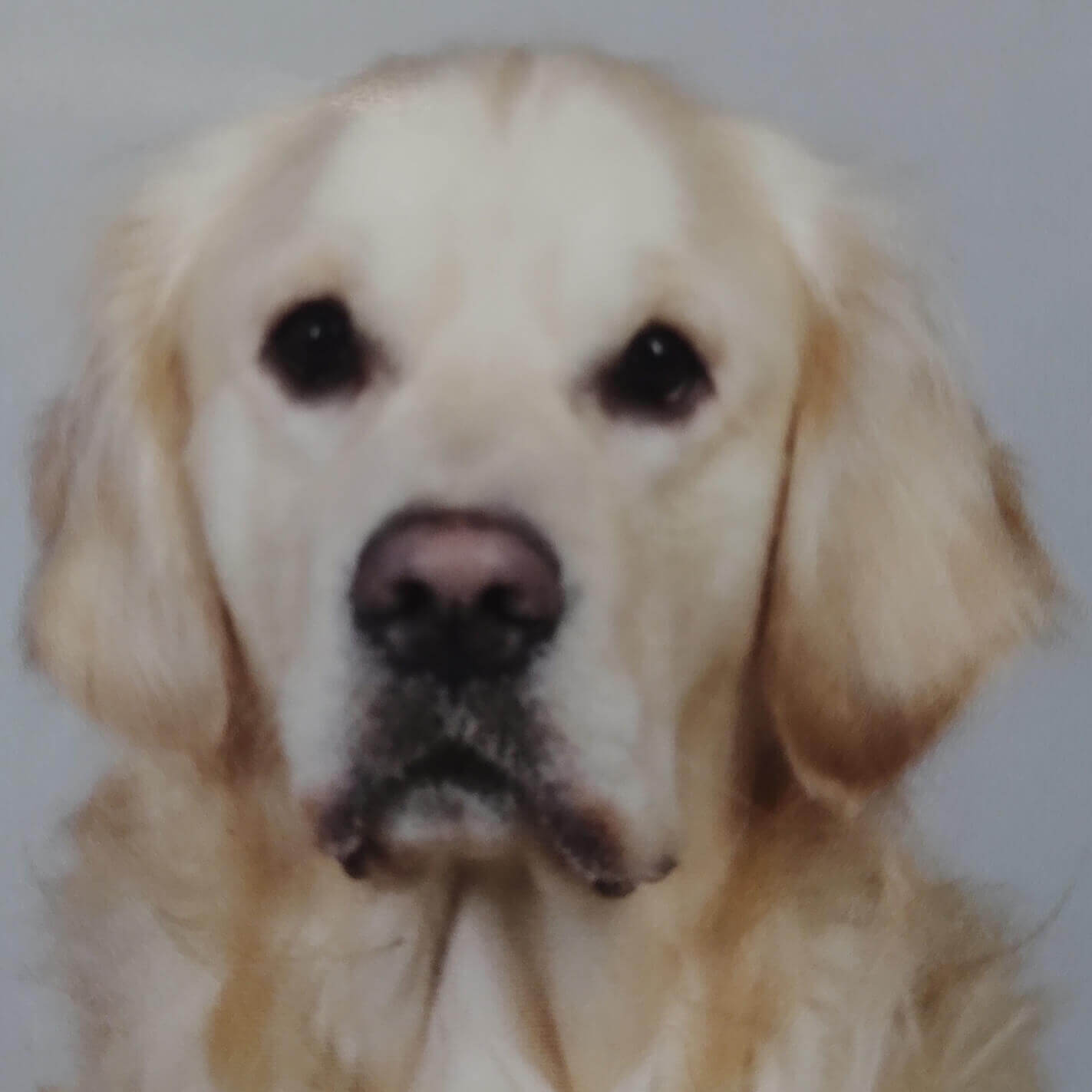 Rimbaud | FCAPI - France Chiens d'Assitance Personnalisé et indidualisé