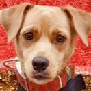 Roudj' | FCAPI - France Chiens d'Assitance Personnalisé et indidualisé