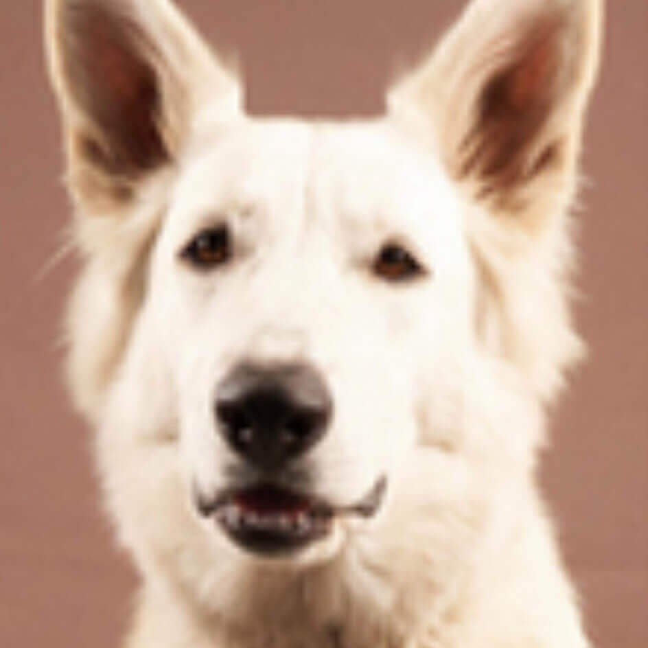 Spärk | FCAPI - France Chiens d'Assitance Personnalisé et indidualisé