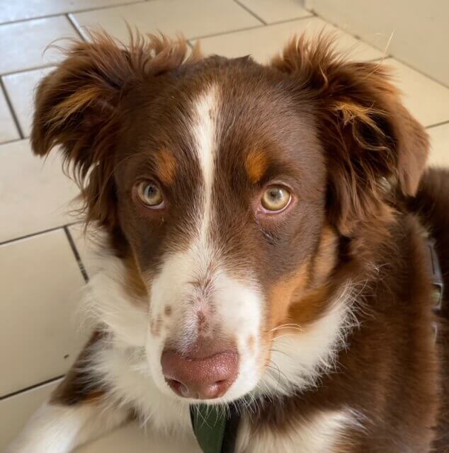 Stella | FCAPI - France Chiens d'Assitance Personnalisé et indidualisé