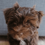 Stella | FCAPI - France Chiens d'Assitance Personnalisé et indidualisé