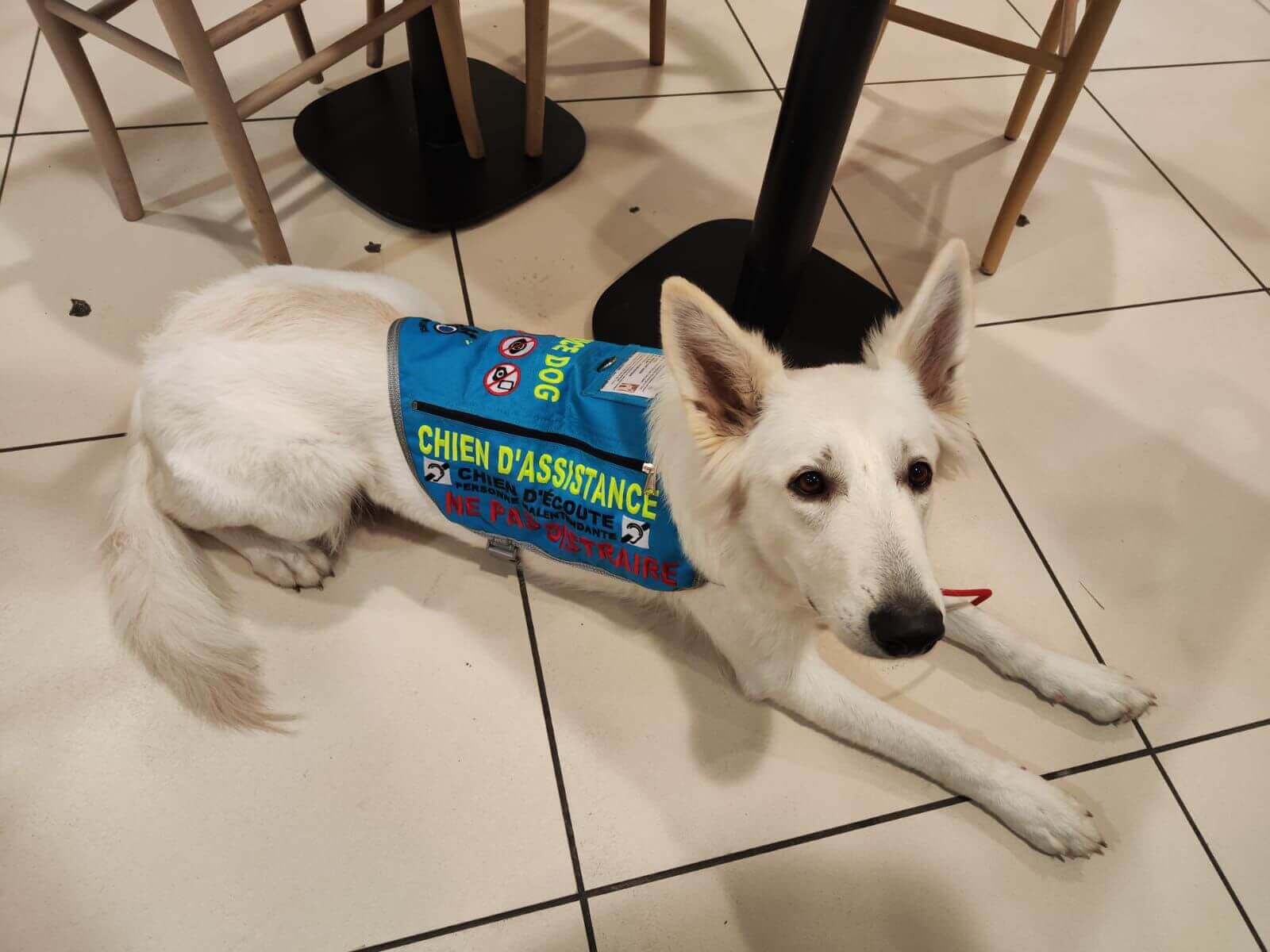 FCAPI - France Chiens d'Assitance Personnalisé et indidualisé