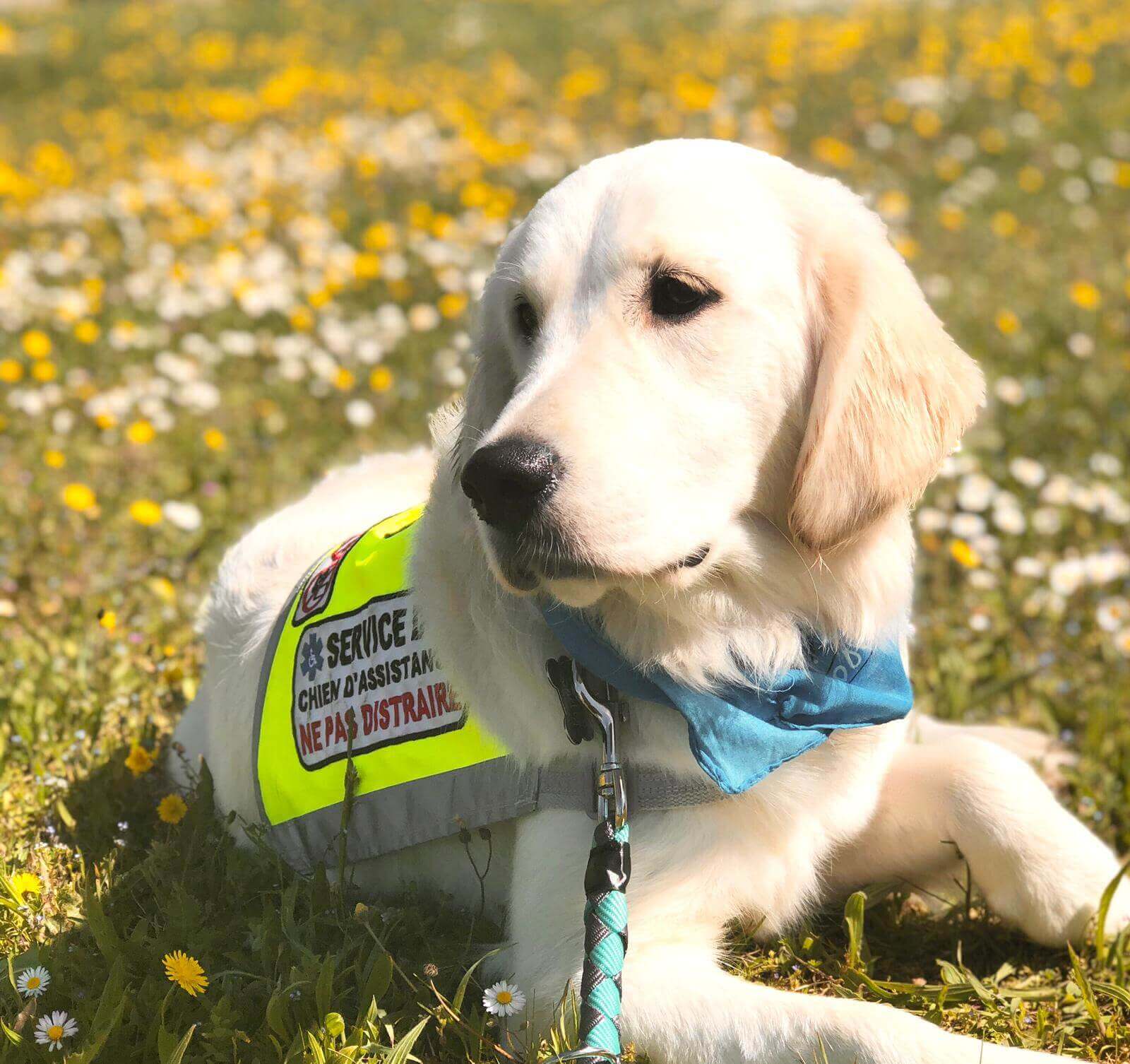 Chien d’Audition | FCAPI - France Chiens d'Assitance Personnalisé et indidualisé