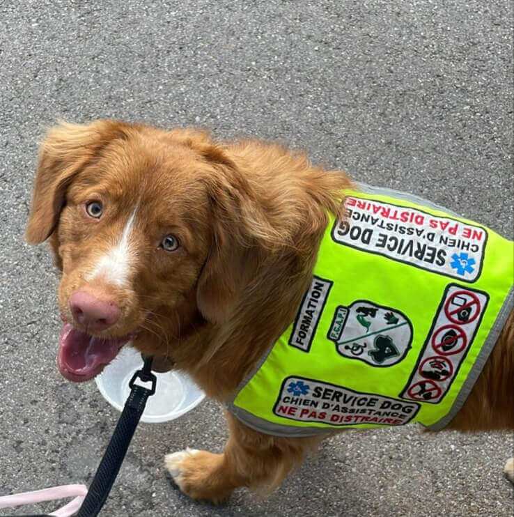 Chien d’Alerte Médicale | FCAPI - France Chiens d'Assitance Personnalisé et indidualisé