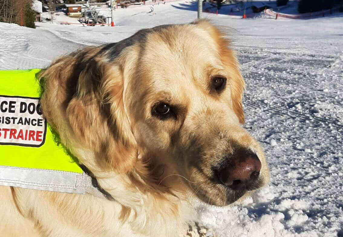 Chien de Service Social et de Thérapie | FCAPI - France Chiens d'Assitance Personnalisé et indidualisé