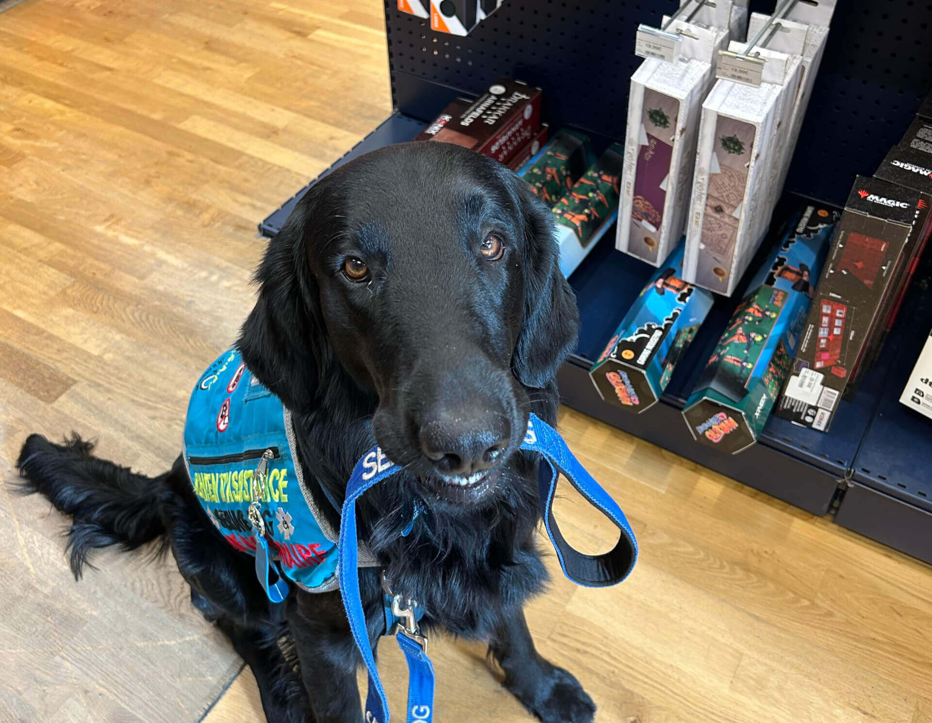 Chien de Stabilité et de Mobilité | FCAPI - France Chiens d'Assitance Personnalisé et indidualisé