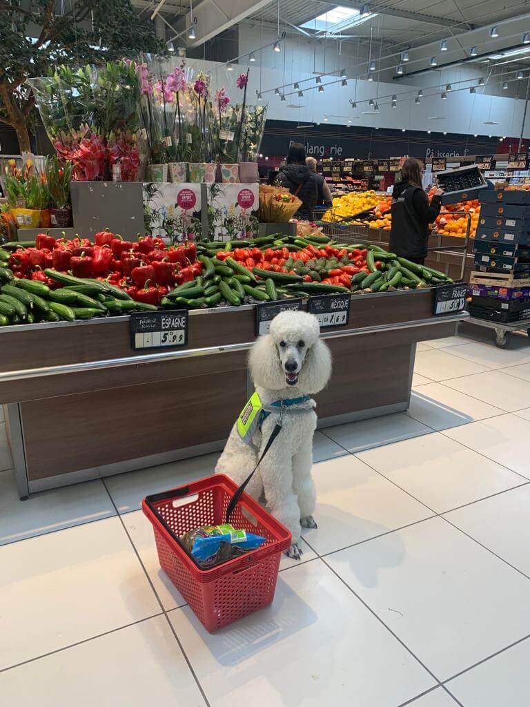 Chien d’Assistance dit de type «Classique » | FCAPI - France Chiens d'Assitance Personnalisé et indidualisé