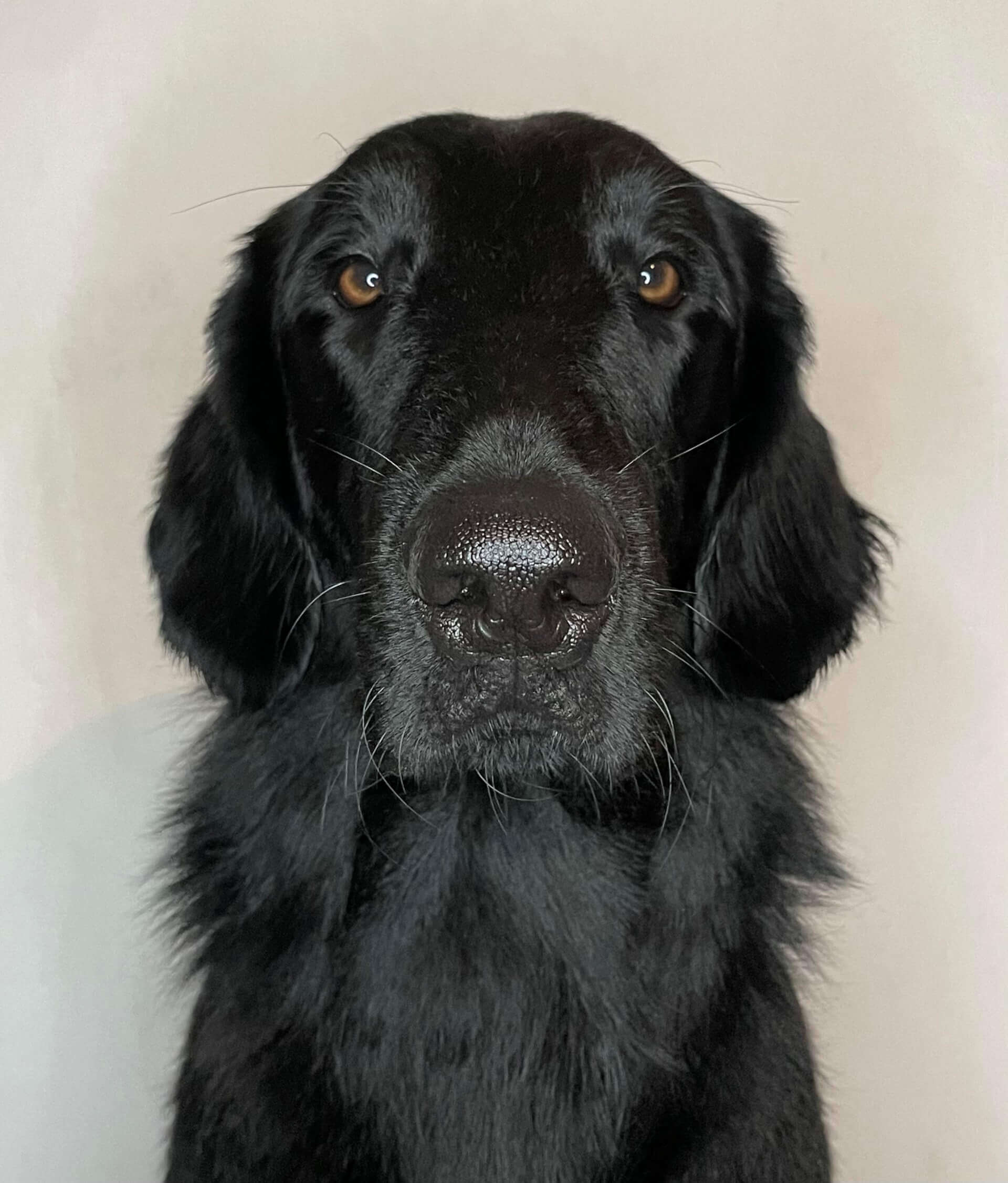 Loki | FCAPI - France Chiens d'Assitance Personnalisé et indidualisé