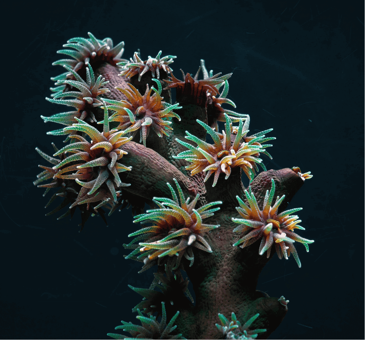 Corals implantations | Cenote