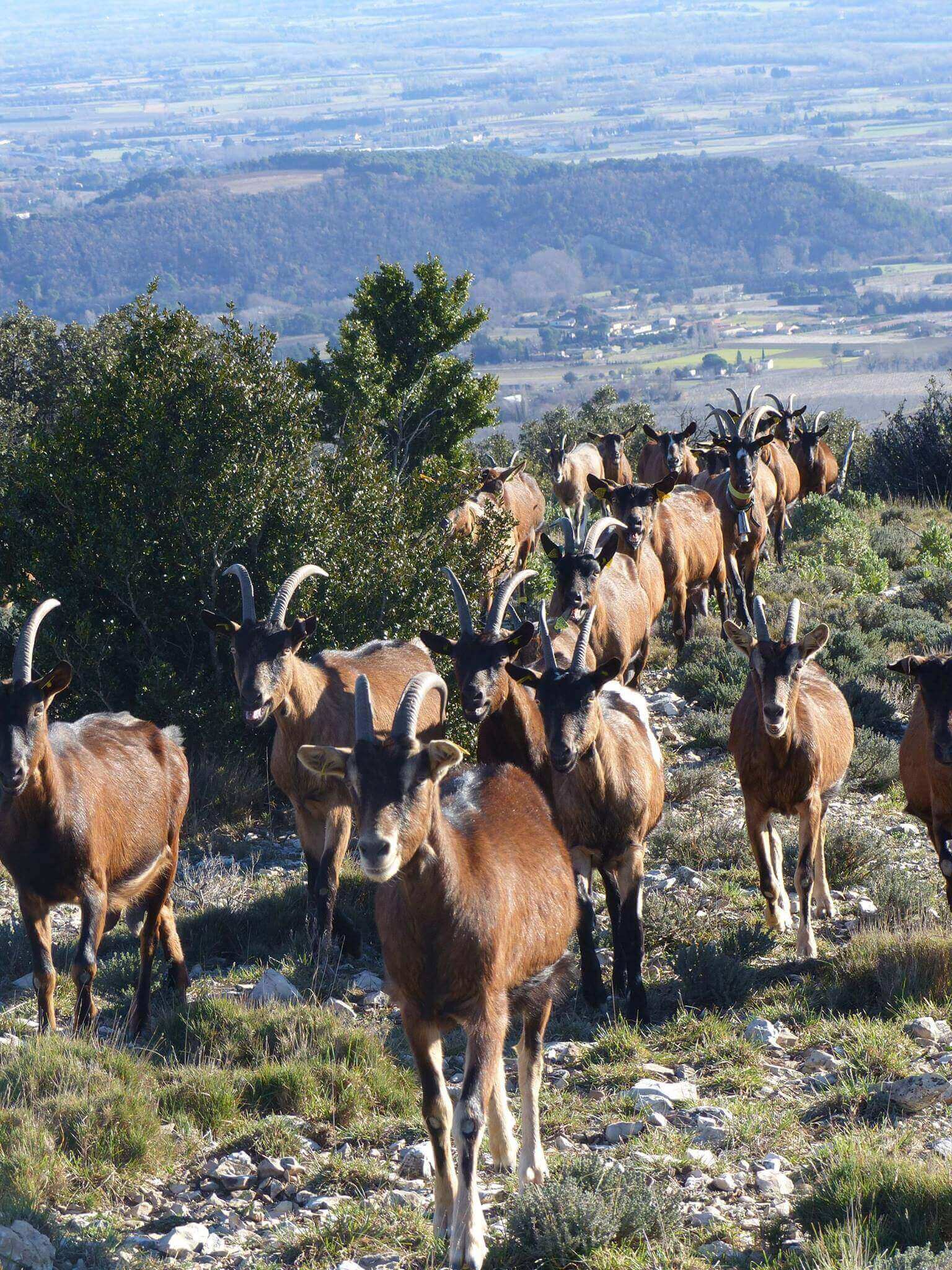 Immersion pastorale | Vivant·e !