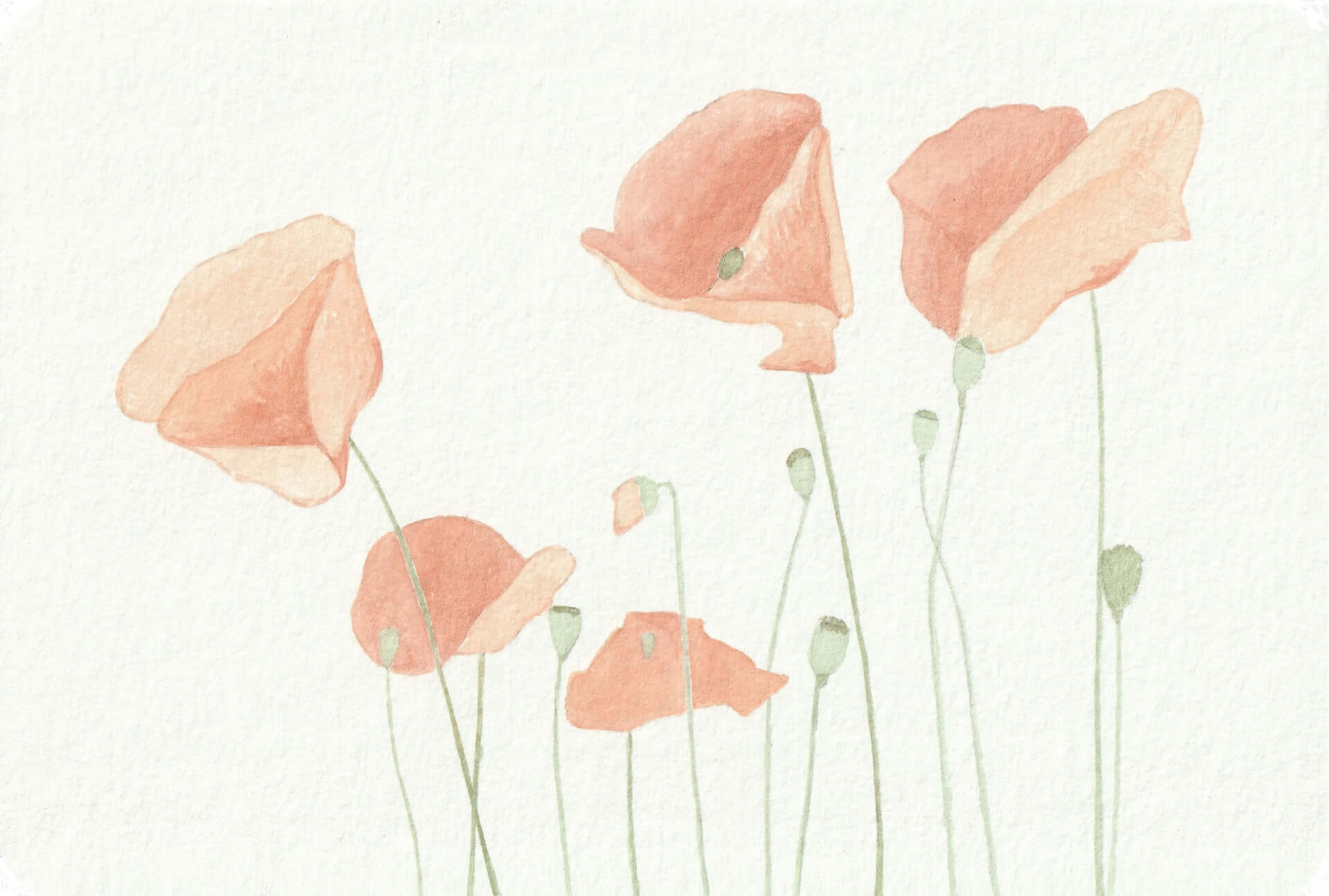 Coquelicots (03CP) | christophe-henry